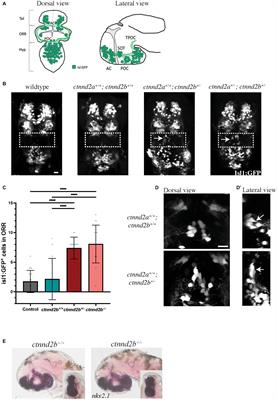 Loss of ctnnd2b affects neuronal differentiation and behavior in zebrafish